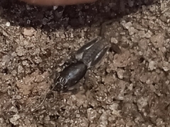 Neoscapteriscus borellii