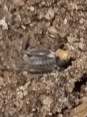 Neoscapteriscus borellii