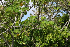 Homalanthus fastuosus