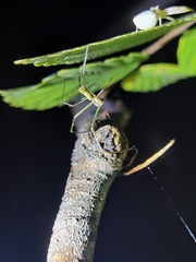 Tetragnatha squamata