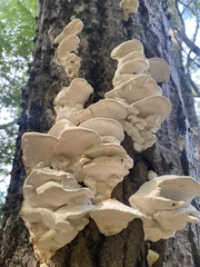 Climacodon septentrionalis