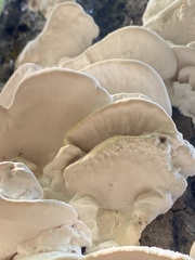 Climacodon septentrionalis