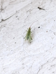 Trigonotylus