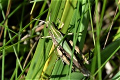 Omocestus viridulus