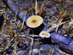 Lentinus arcularius