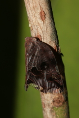 Ricania speculum