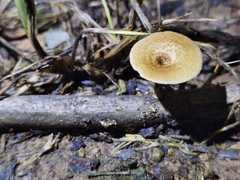 Lentinus arcularius