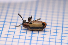 Crioceris paracenthesis