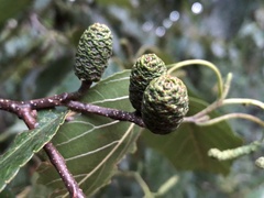 Alnus formosana