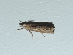 Agriphila geniculea