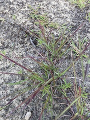 Digitaria ischaemum