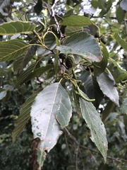 Alnus formosana