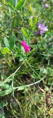 Lathyrus tuberosus