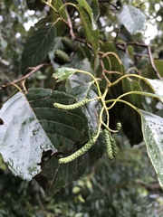 Alnus formosana