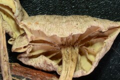 Marasmiellus subnigricans