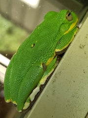 Hyla gratiosa