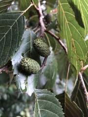 Alnus formosana
