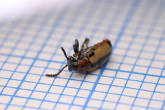 Crioceris paracenthesis