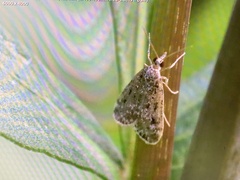 Eudonia truncicolella