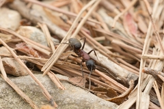 Camponotus atrox