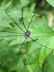 Nelima
