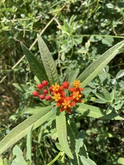 Asclepias