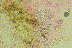 Marasmiellus subnigricans