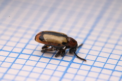 Crioceris paracenthesis