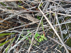 Utricularia menziesii