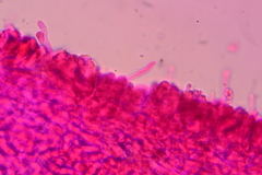 Marasmiellus subnigricans