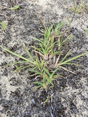 Eleusine indica