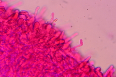 Marasmiellus subnigricans