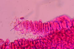 Marasmiellus subnigricans