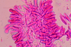 Marasmiellus subnigricans