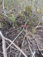 Utricularia menziesii