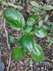 Dendrocnide photiniiphylla