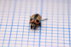 Crioceris paracenthesis