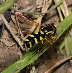 Xanthogramma