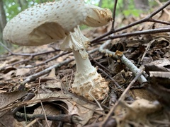 Amanita cokeri