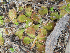 Drosera aberrans