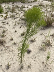 Euthamia caroliniana