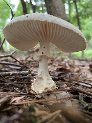 Amanita cokeri