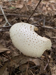 Amanita cokeri