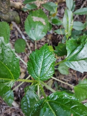 Dendrocnide photiniiphylla