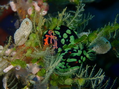 Nembrotha kubaryana