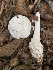 Amanita cokeri