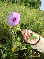 Ipomoea cordatotriloba