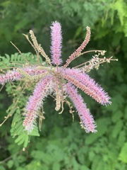 Mimosa benthamii
