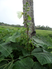 Abelmoschus esculentus