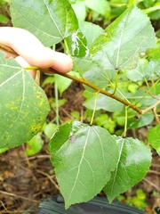 Populus tremuloides
